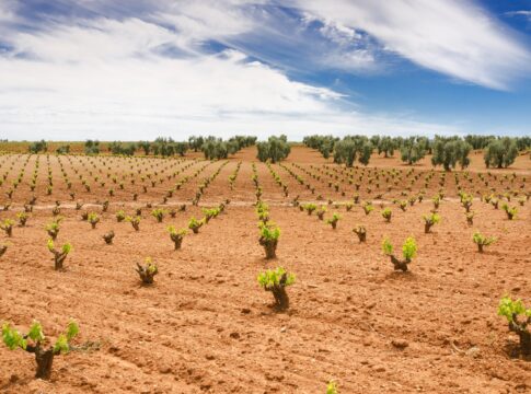 La Junta destina 9 millones de euros a ayudas para la reestructuración y reconversión del viñedo en Extremadura