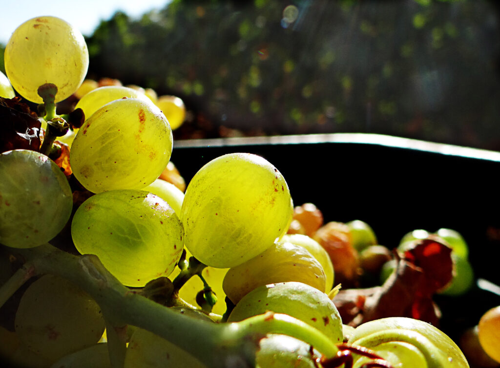 El DOE publica hoy las ayudas de 2 millones de euros para la destilación de subproductos de la vinificación en Extremadura