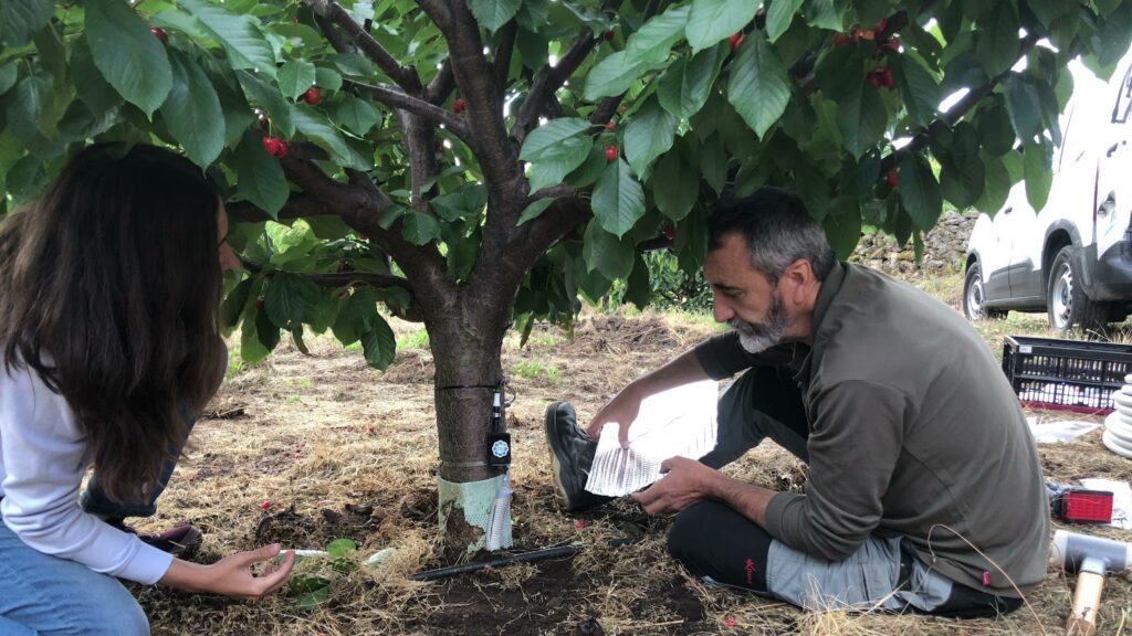 El cultivo del cerezo en el Jerte requiere de una estrategia de riego diferenciada en función de la altitud, según un estudio de CICYTEX