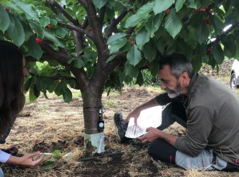 El cultivo del cerezo en el Jerte requiere de una estrategia de riego diferenciada en función de la altitud, según un estudio de CICYTEX