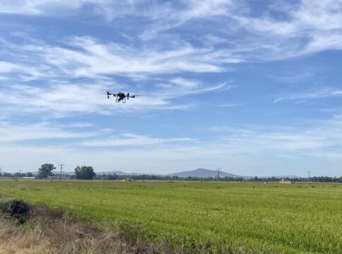 La Consejería de Agricultura, Ganadería y Medio Natural inicia el tratamiento fitosanitario para el control de la pudenta del arroz